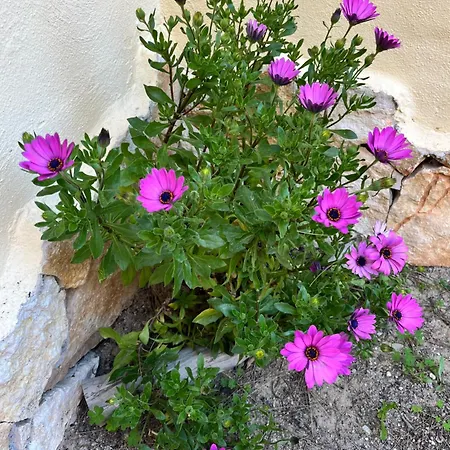 Monolocale Mare E Citta Giardino Con Barbecue Apartment Quartu SantʼElena